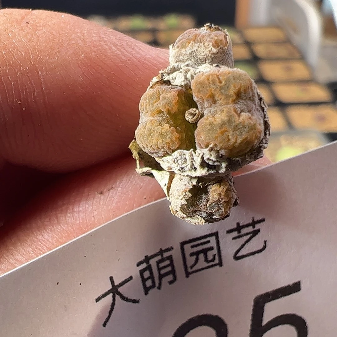 一物一拍。        925，MG1456.7冰渣火柴勋章