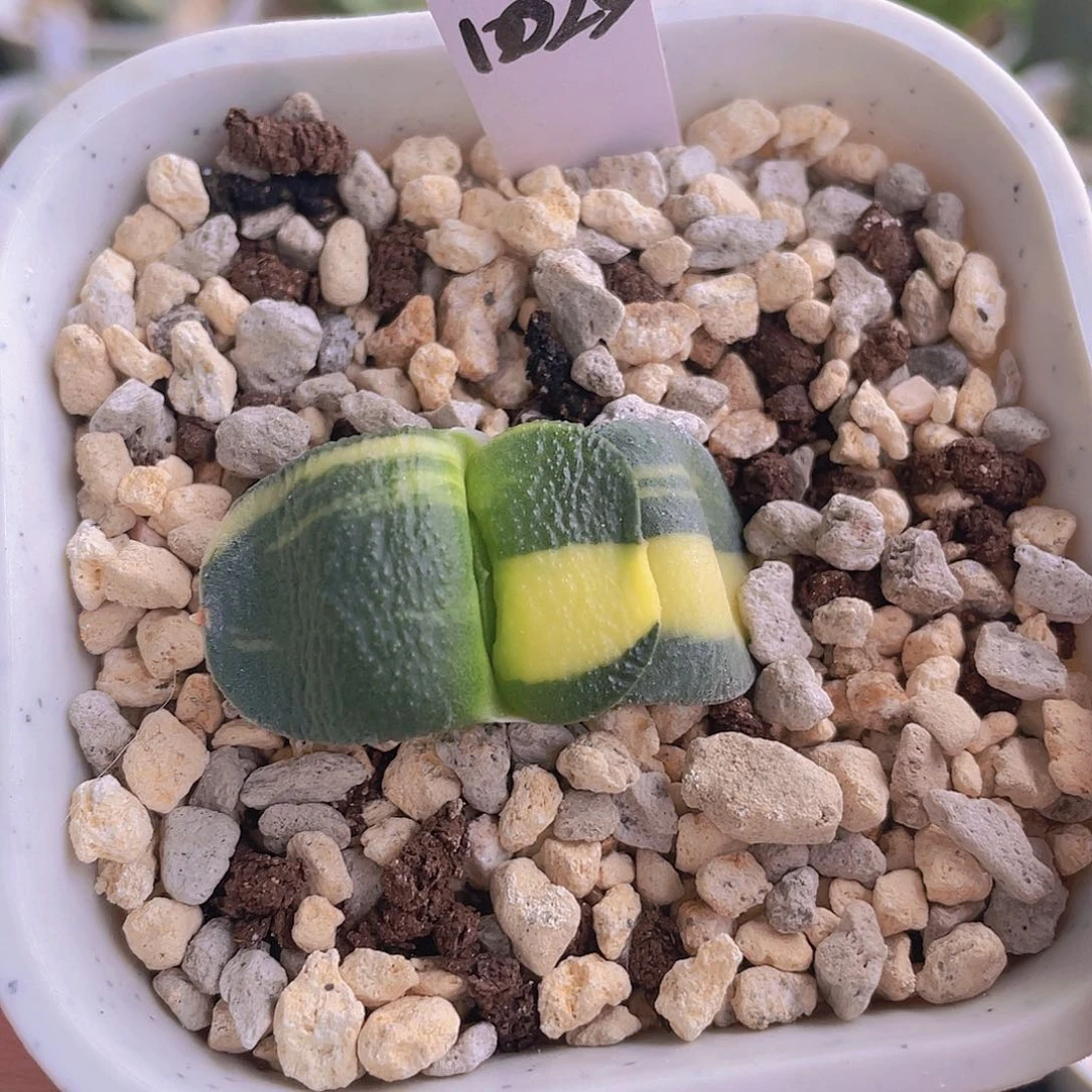 1025号脱土发货11 1
