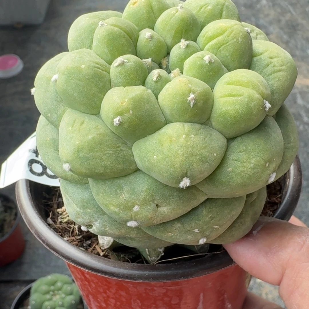 【闪购商品】五*圈凸尤鲜448