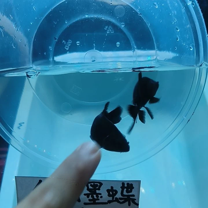 蝴蝶鲤墨蝶大鳍大尾有张力