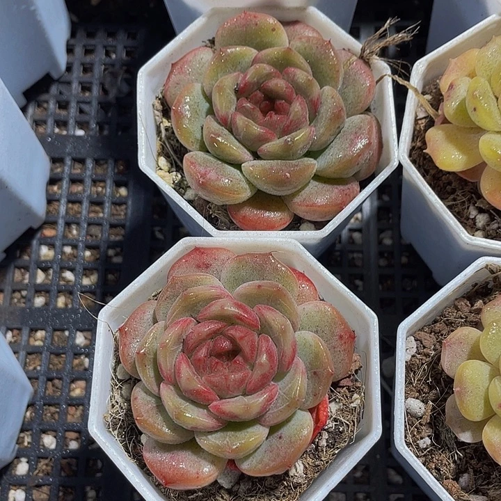 糖葫芦珍妮带盆土发