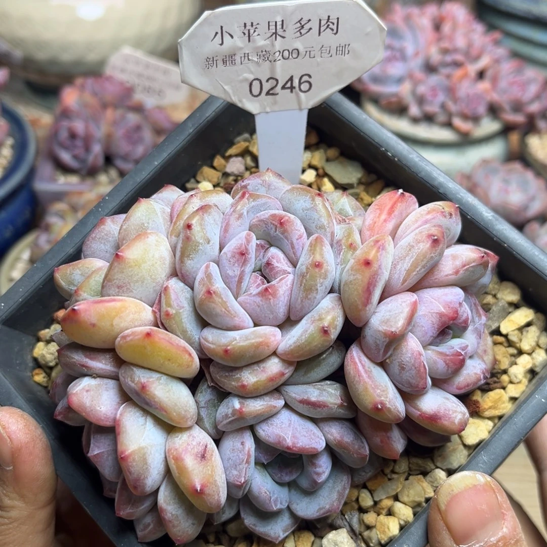 绿底紫心246/11cm6头