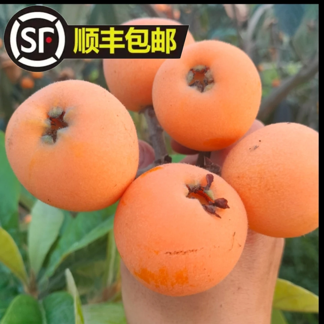 四川自贡琵琶镇五星枇杷现摘现发顺丰包邮