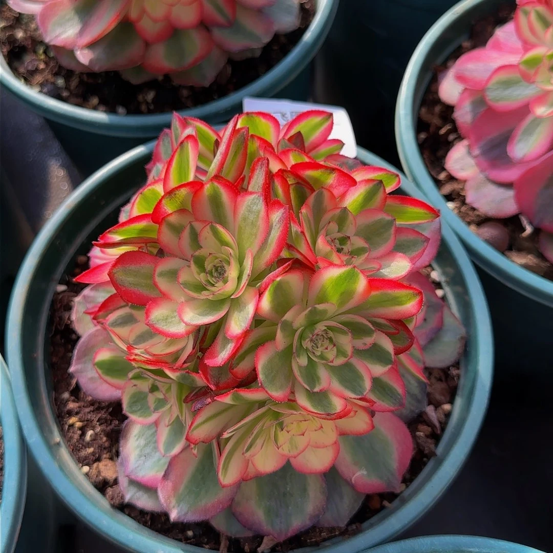 可**乐270多肉 摘心荔枝 寄养