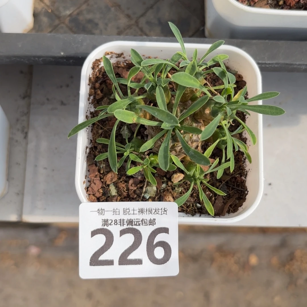 铁甲王无盆土发货