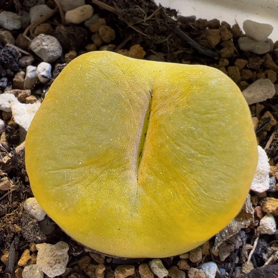147多肉植物百科知识