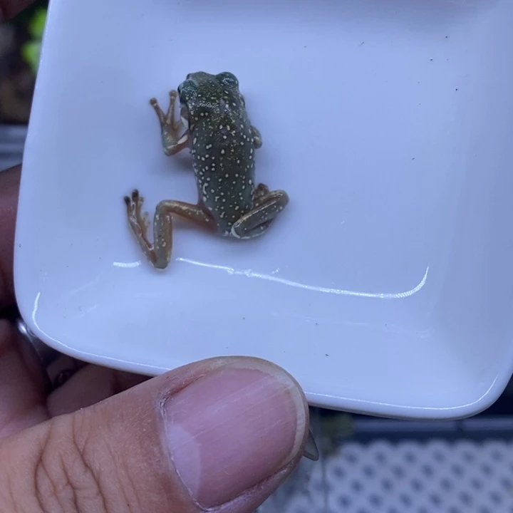 老爷树蛙澳蓝雪花4