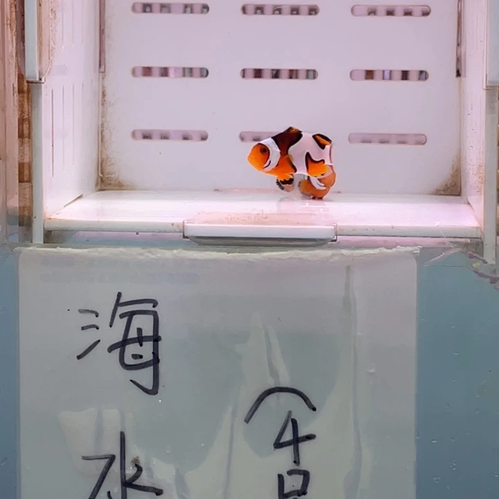 2-5公热带海域毕加索2条2-3