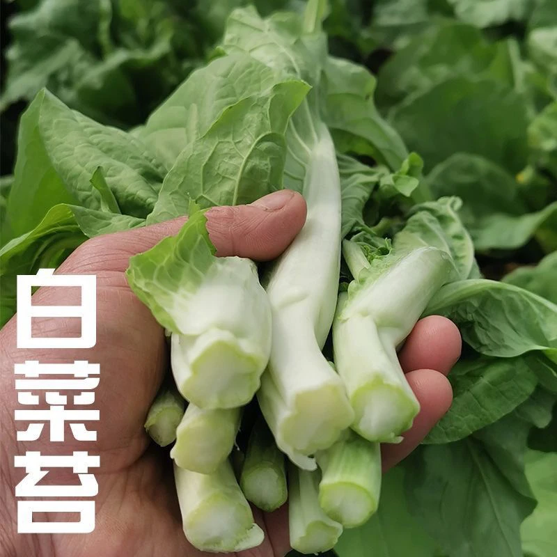 贵州新鲜白菜苔菜心绿色蔬菜现摘生鲜现发包邮