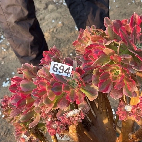 古***姐多肉植物一个女巫694