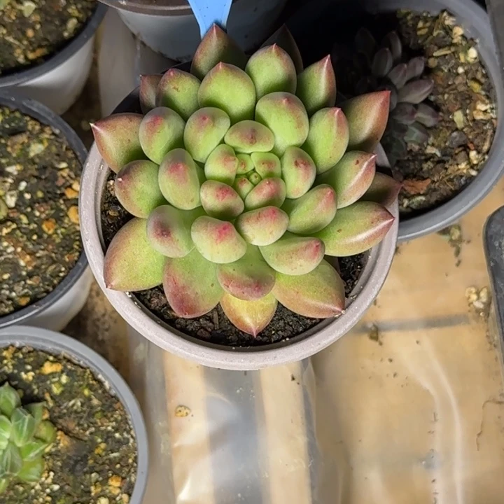 多肉植物米其林085