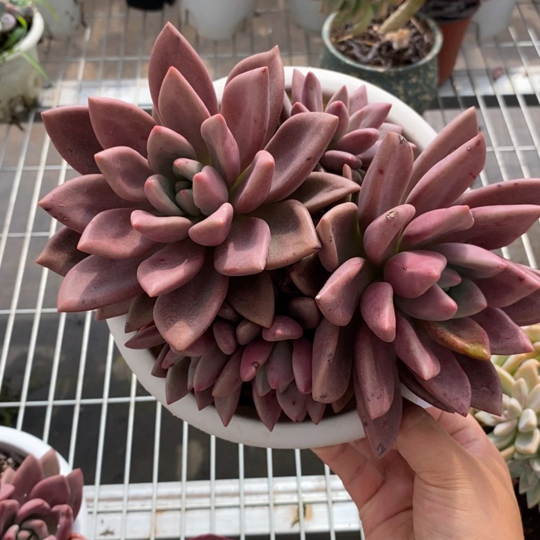 9199桃花源一物一拍