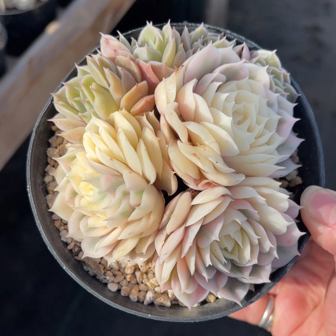 盎司诺锦 一物一拍不支持退换