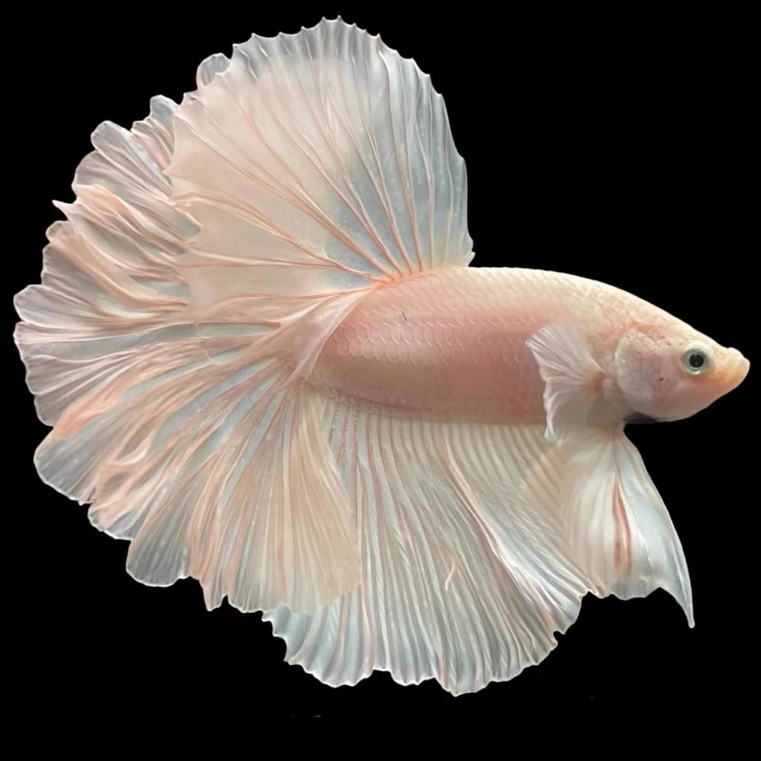 A3（49-72）泰国斗鱼活体精品观赏鱼活体（直播间选鱼）