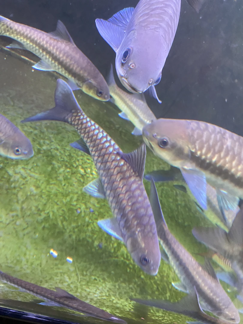 原野洪崩河异口、保山蓝吉罗（缅流域）、缅史直播专用