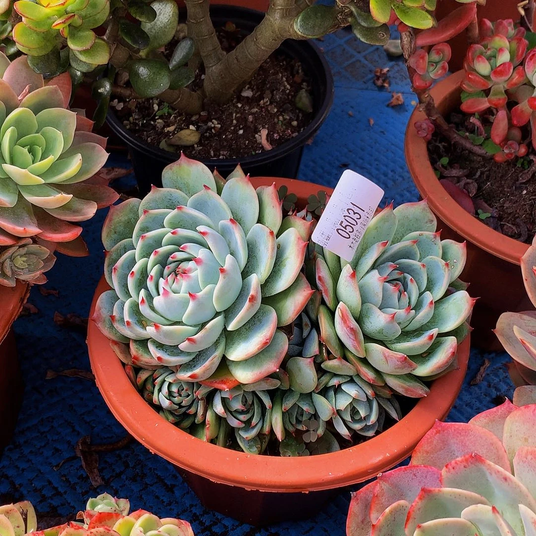 憨***憨   吉娃娃多肉05031