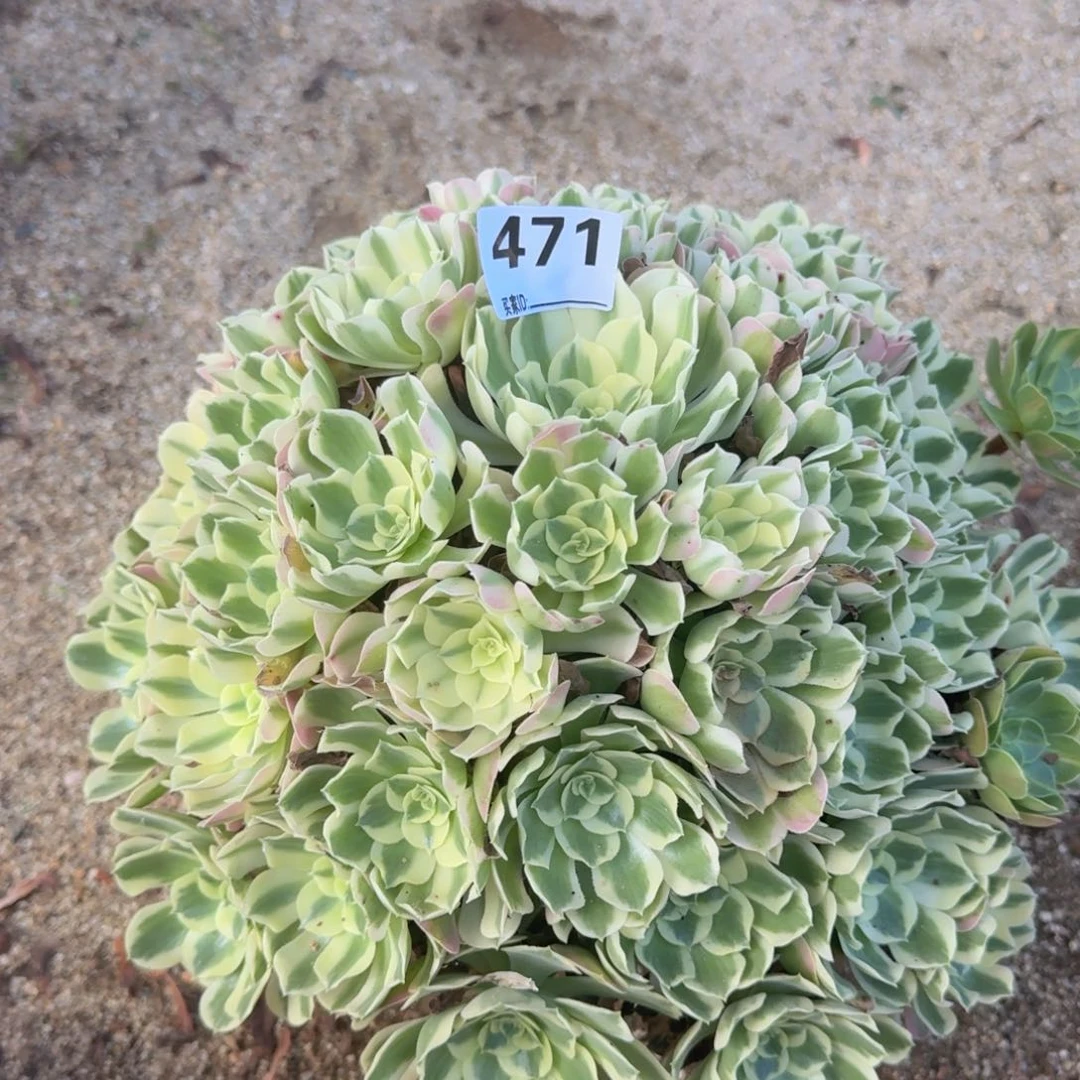 471白凤多肉植物