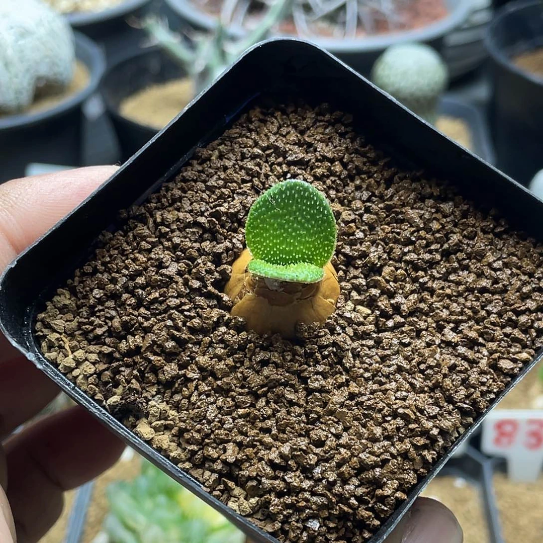 实生灯台百合 带盆土包邮