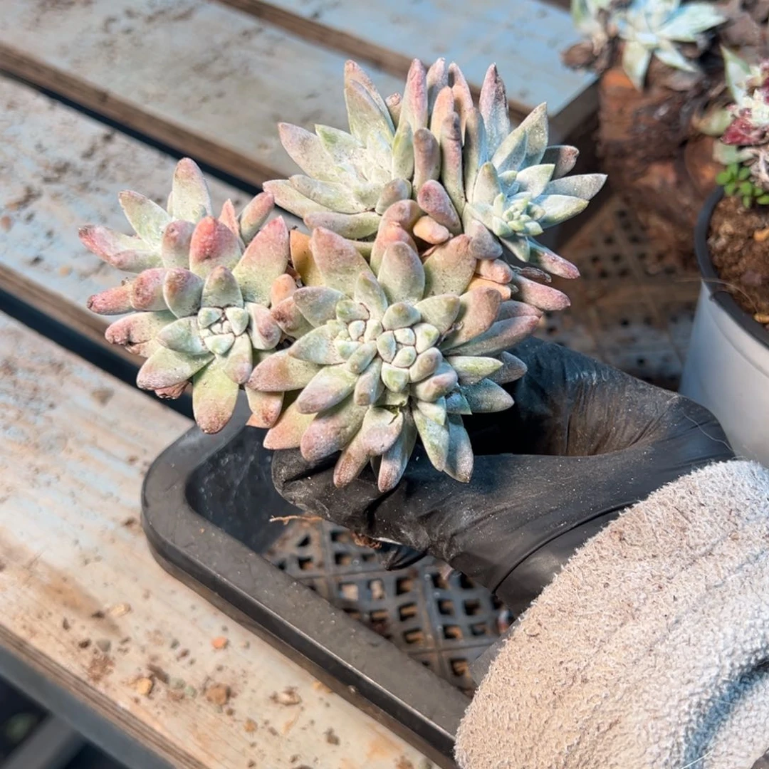 332个哈哈哈哈哈哈哈哈