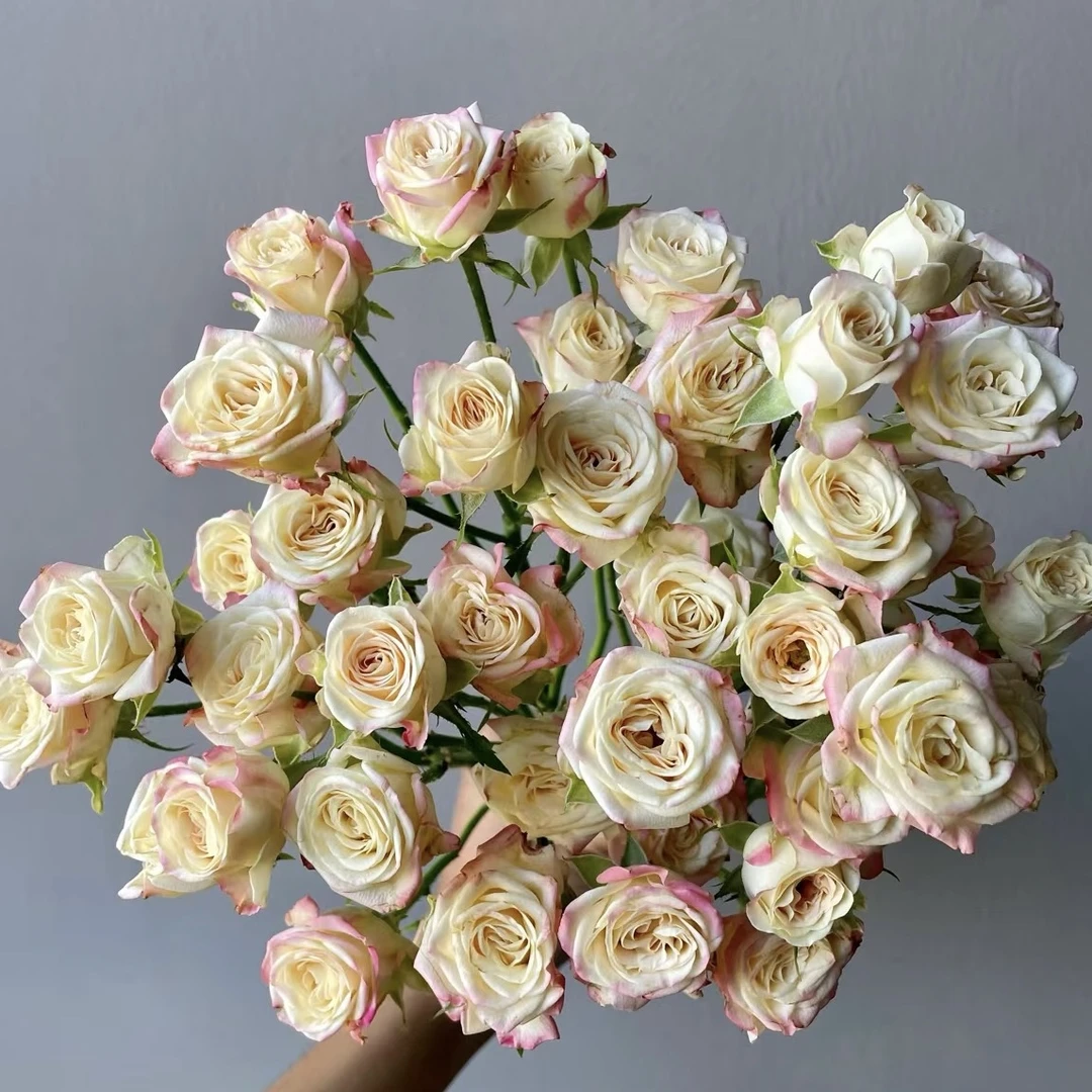 方德荷冠美凌多头玫瑰 （ 杆子细把头小）【两单京东或顺丰】云南鲜花