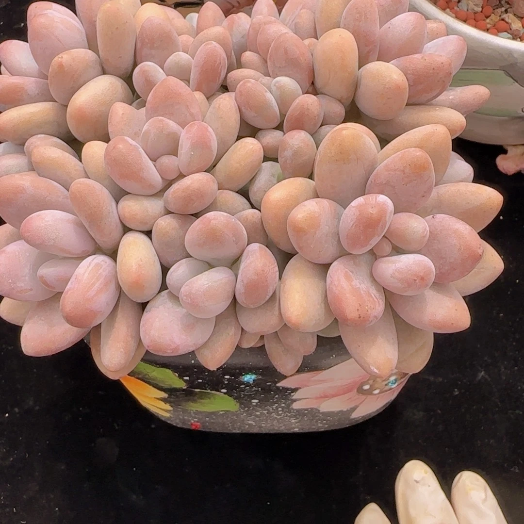 韩版蜜多里群生一颗