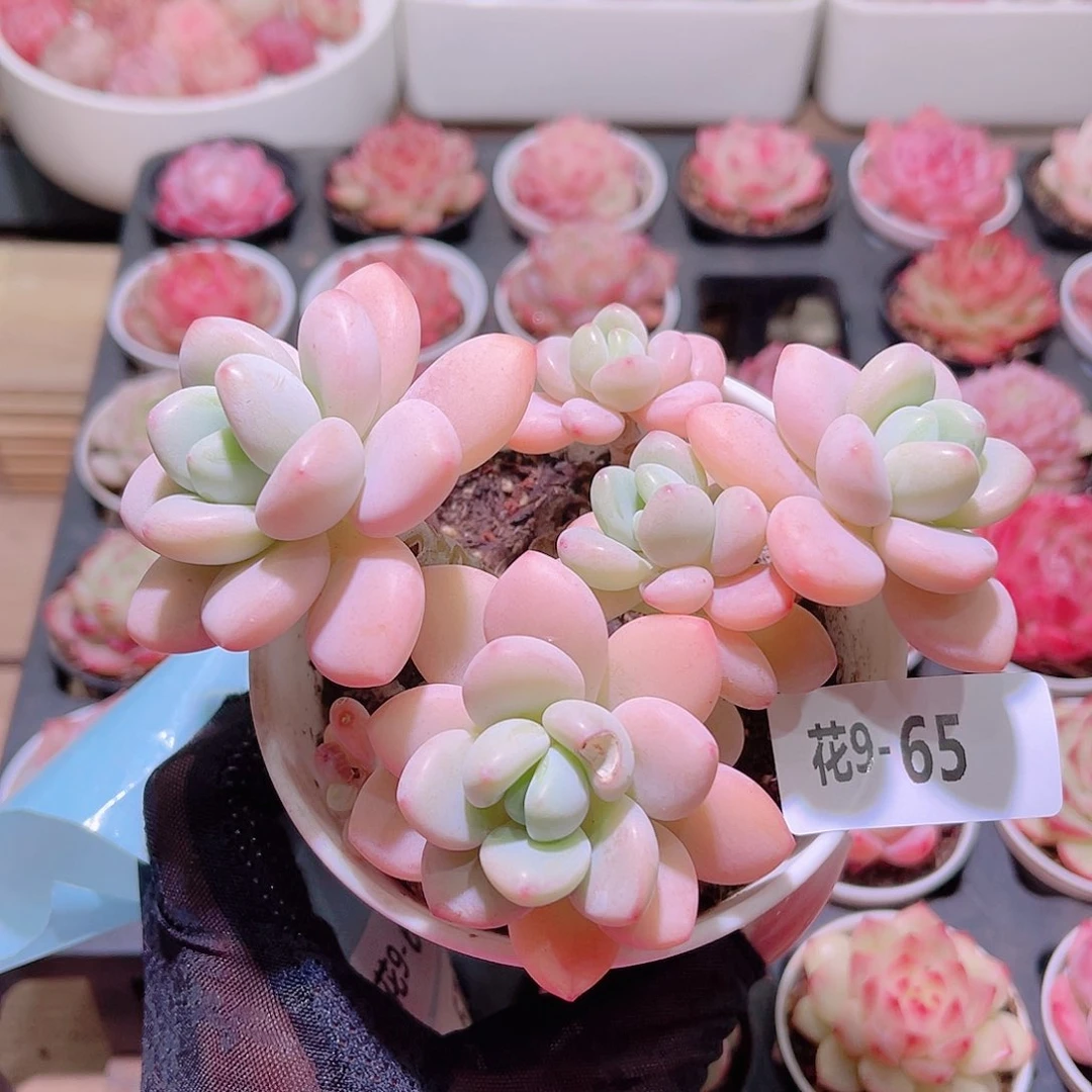 花利美9-65洛神 微瑕