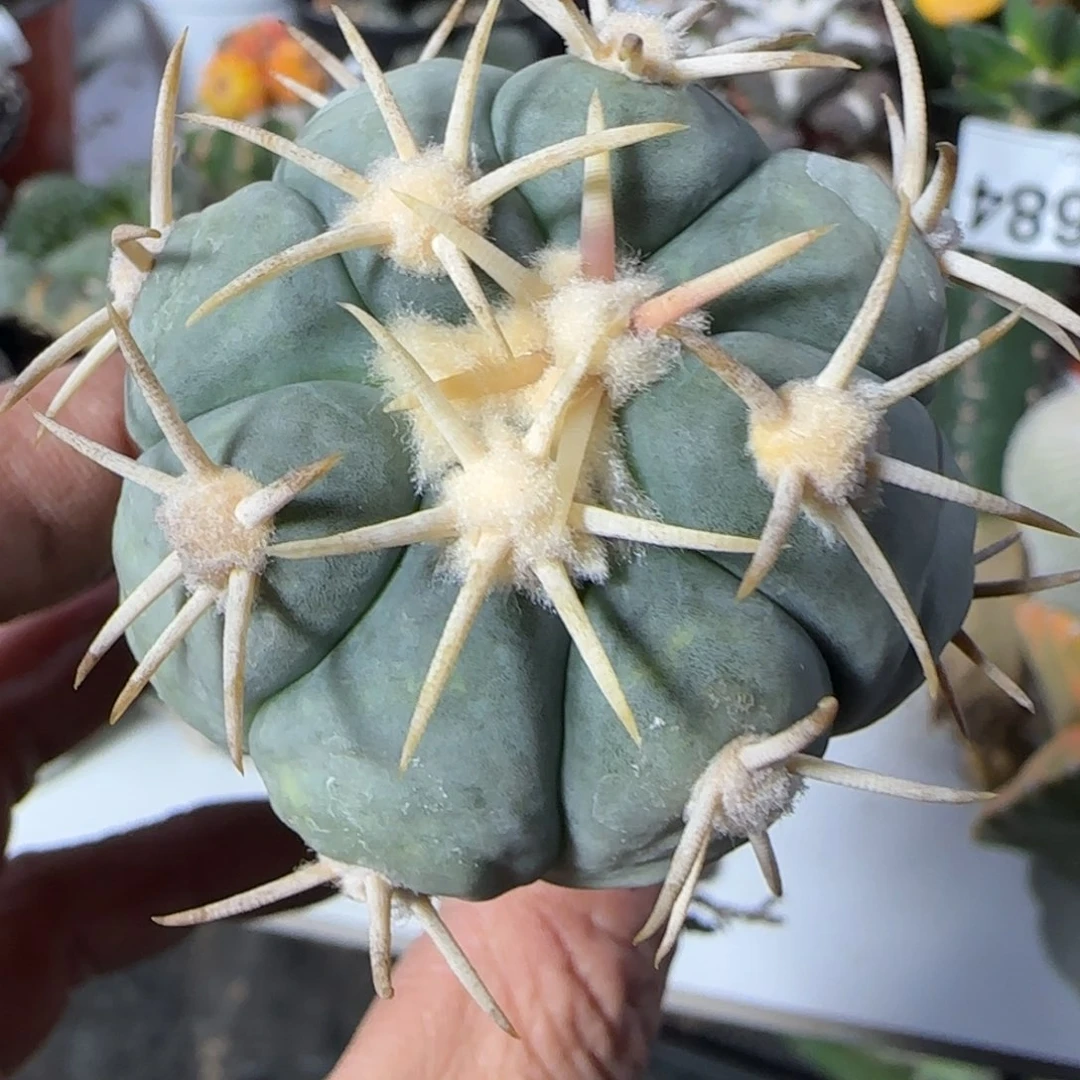 【闪购商品】白刺翠平706