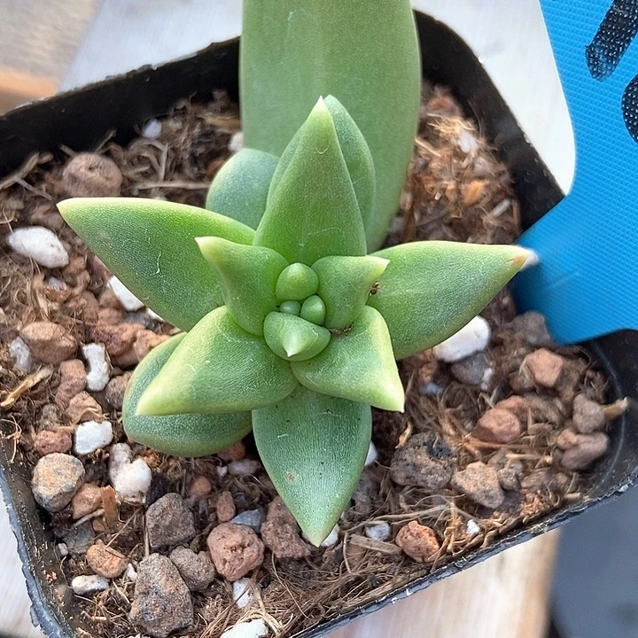 多肉植物布丁a004多肉