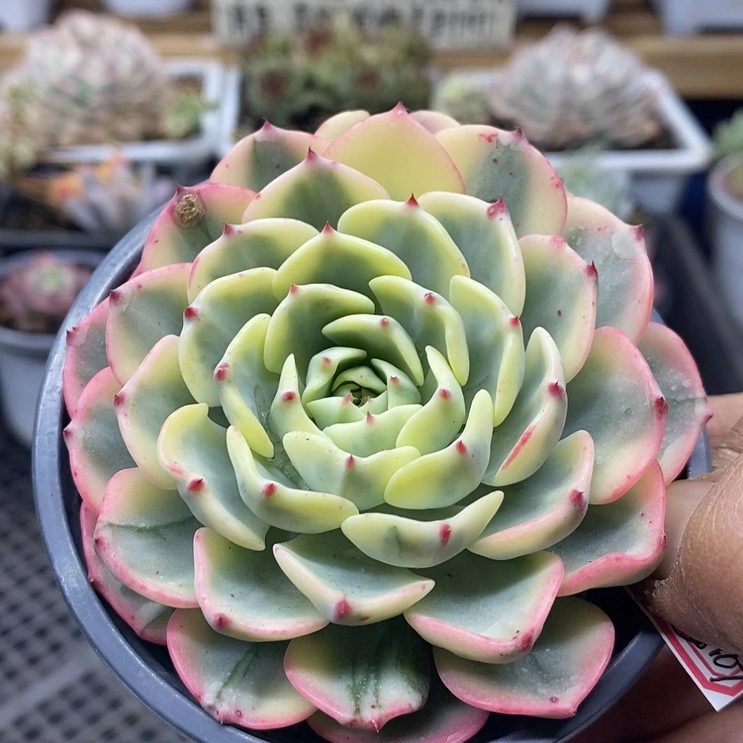 14107 娜娜小勾覆轮锦