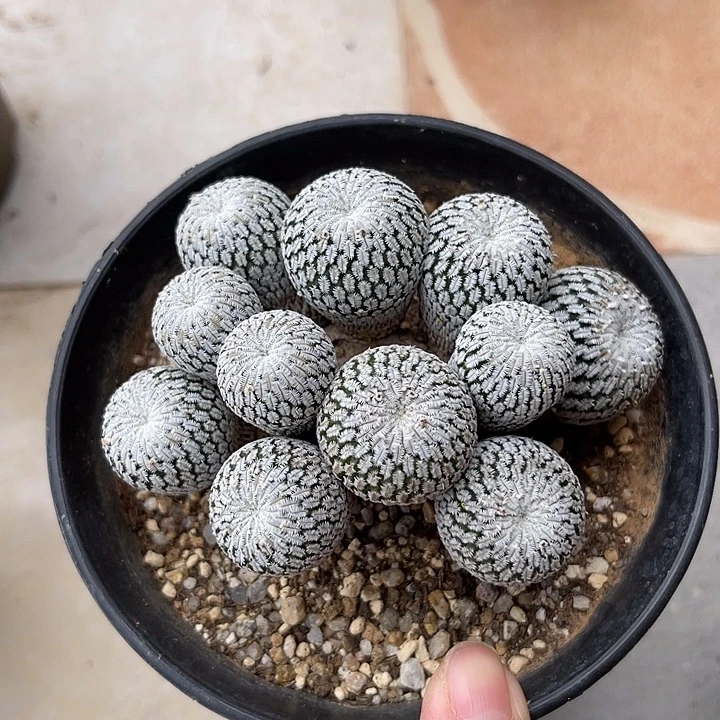 无花朵精巧殿大群一物一拍