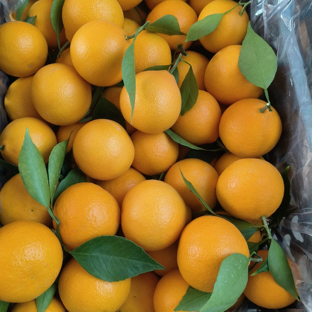 正宗象山产地黄美人