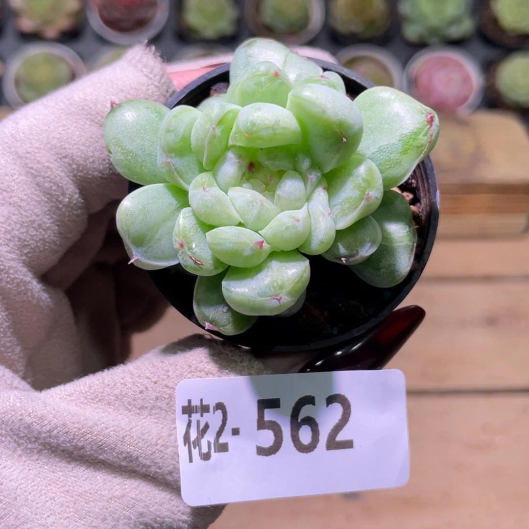 花利美2-562新品单头