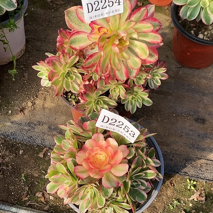 2253、54海神云荷多肉母本2颗无售后