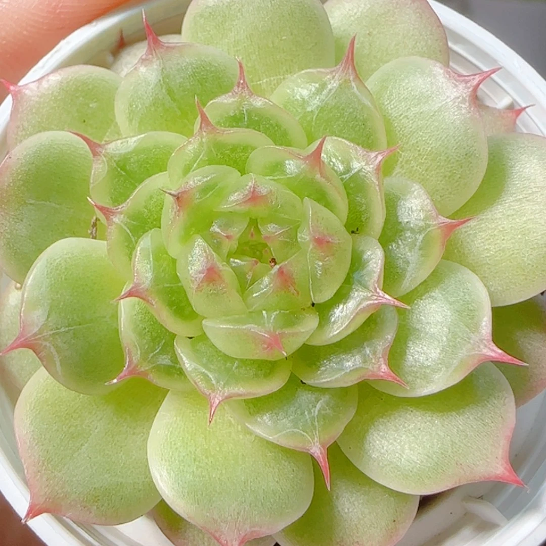 1116-210海王优选