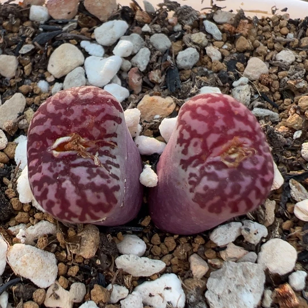 120多肉植物百科知识