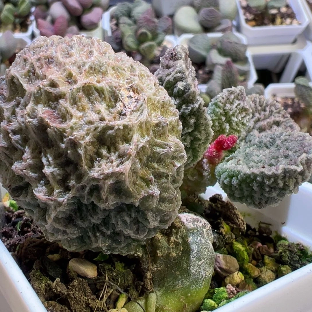 盘古单头纯木质桩多肉植物