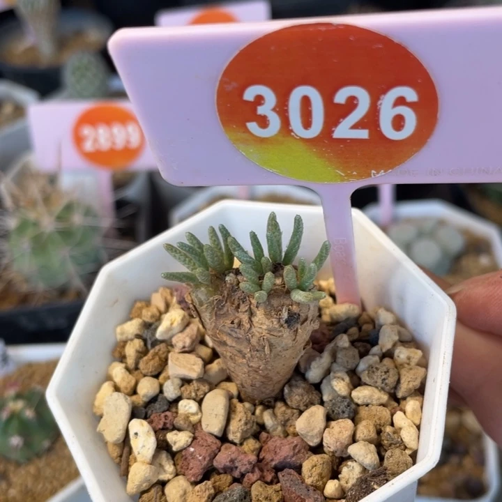 红花韧锦一棵3026