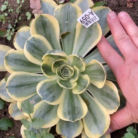 59香炉盘白锦满25包邮多肉