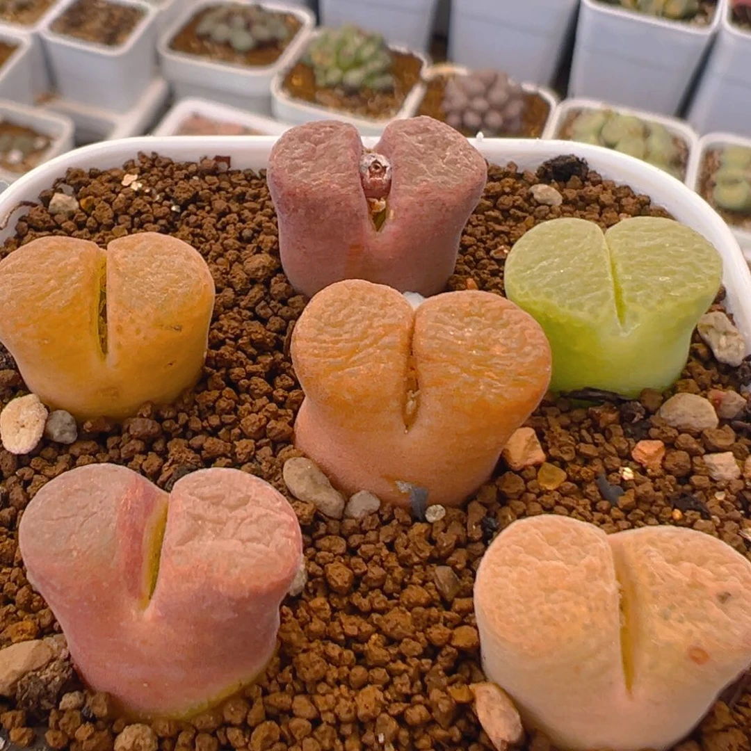 114多肉植物百科知识