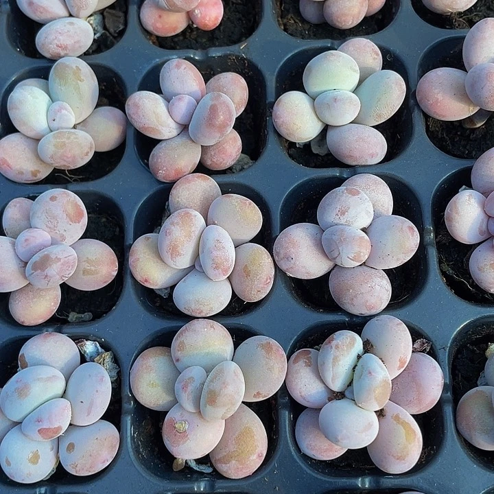 小奶豆1.5带土发