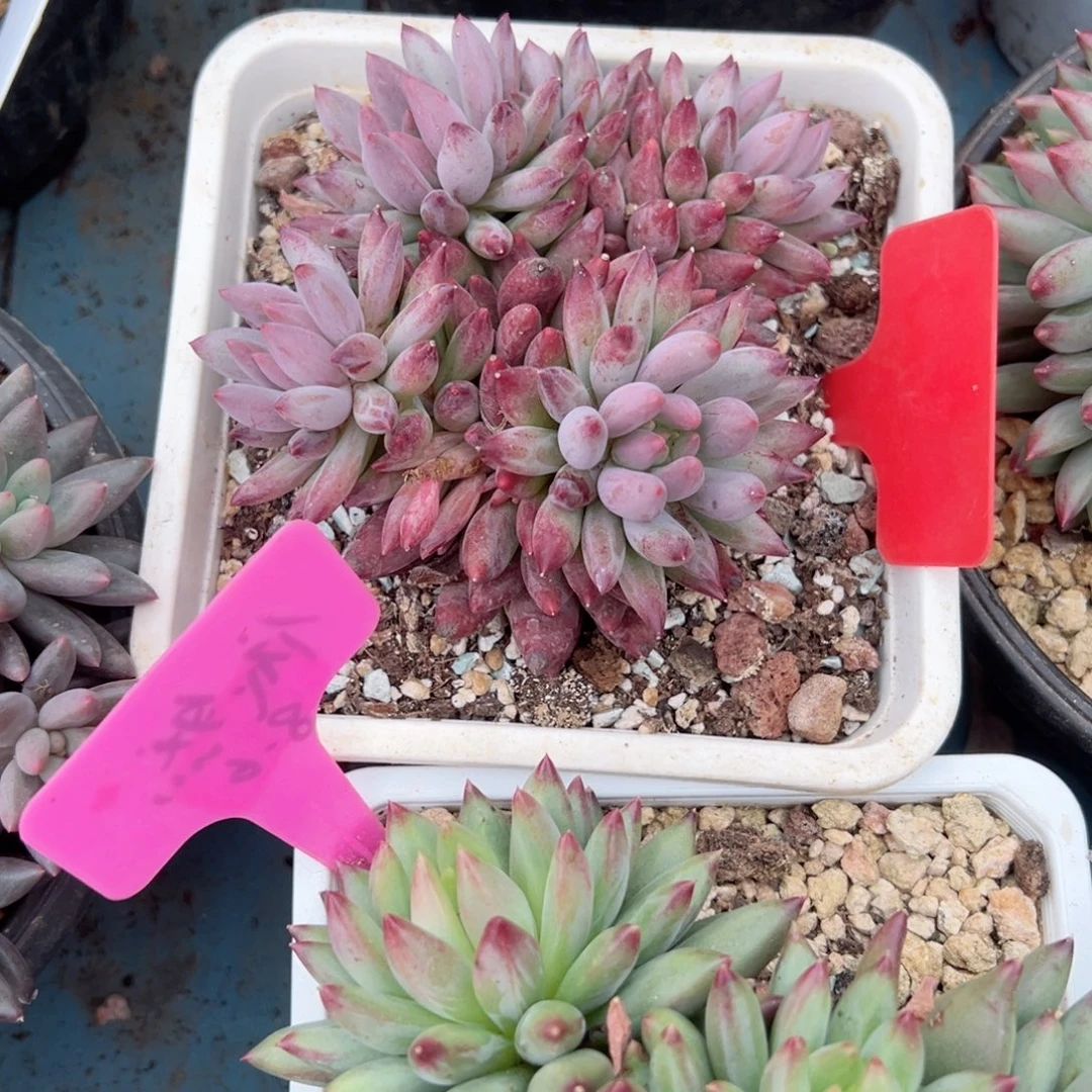 精品多肉植物老桩