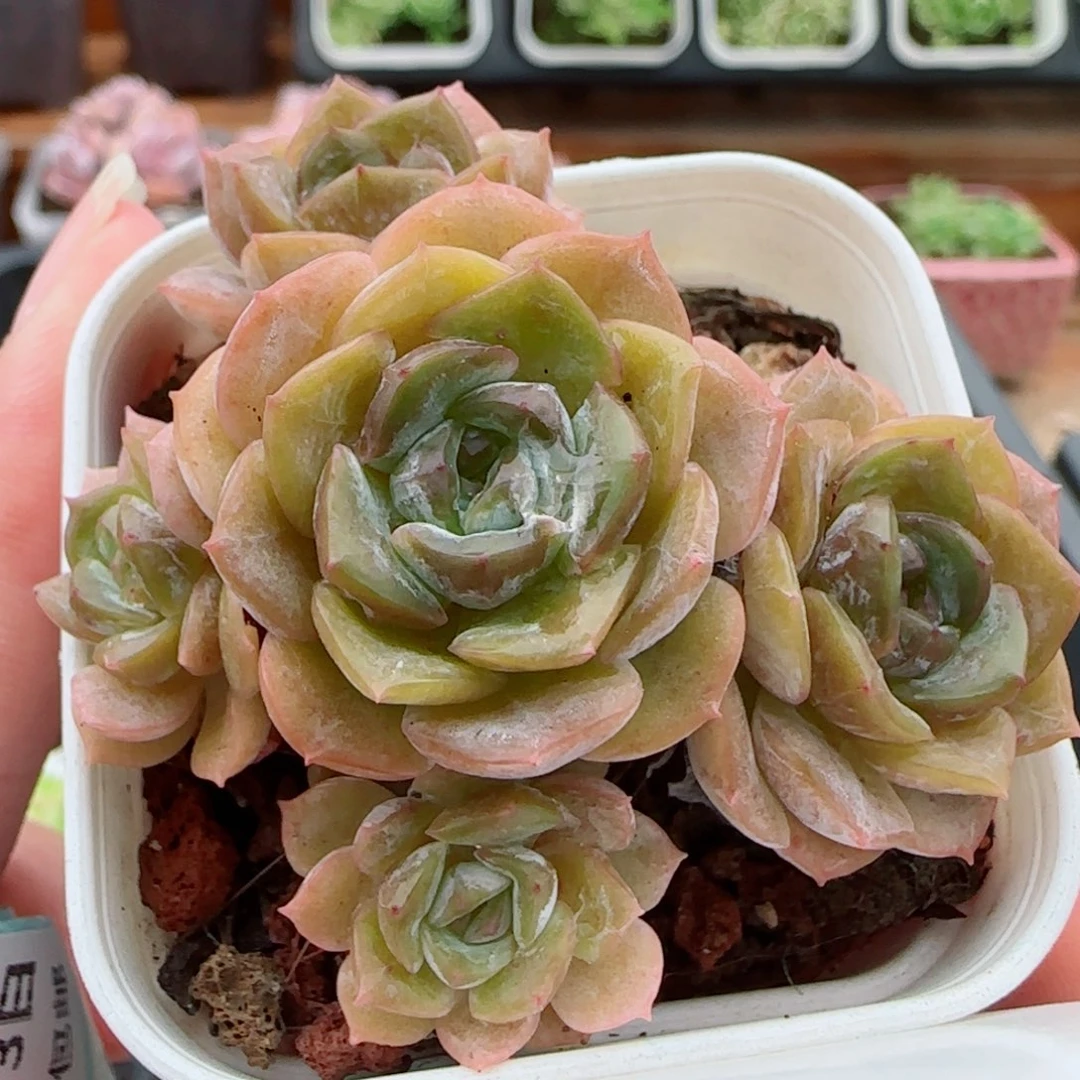 花语逸镜0923-75绒金糖心