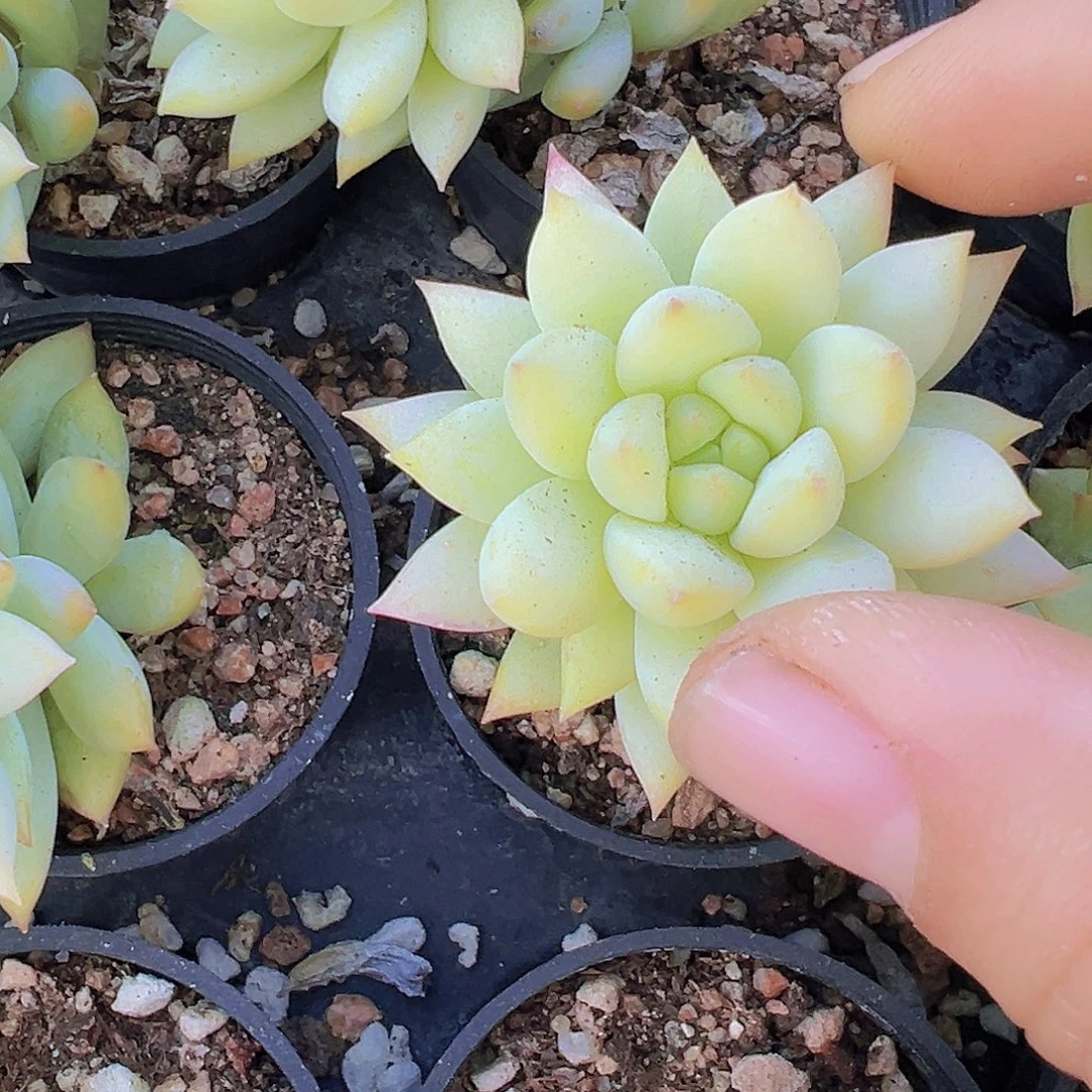 5厘米盆镜玉2颗19包邮