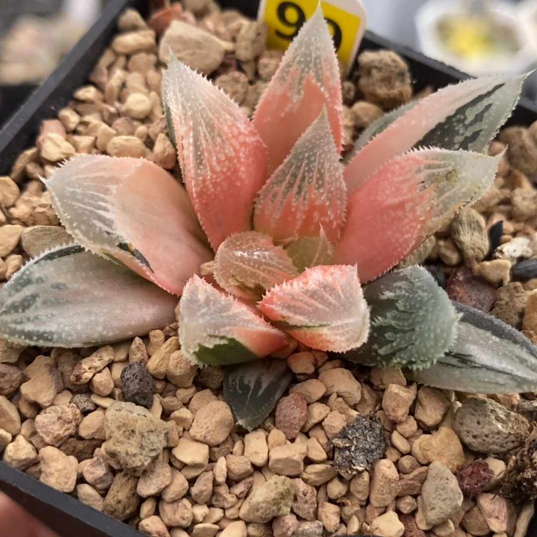 99糊斑白帝城锦一物一拍