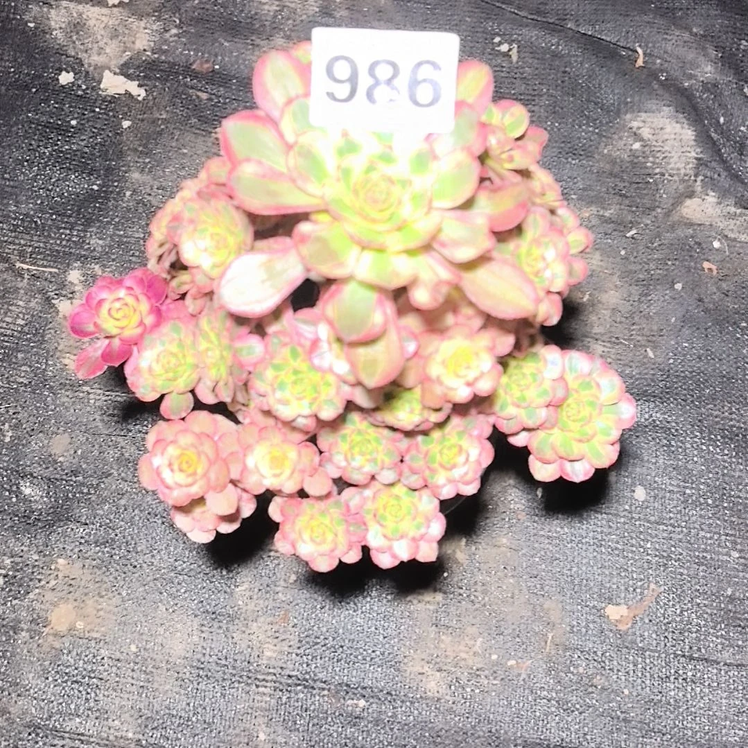 986初恋花花3-2法师