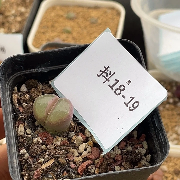 逗***逗18-19肉锥多肉植物