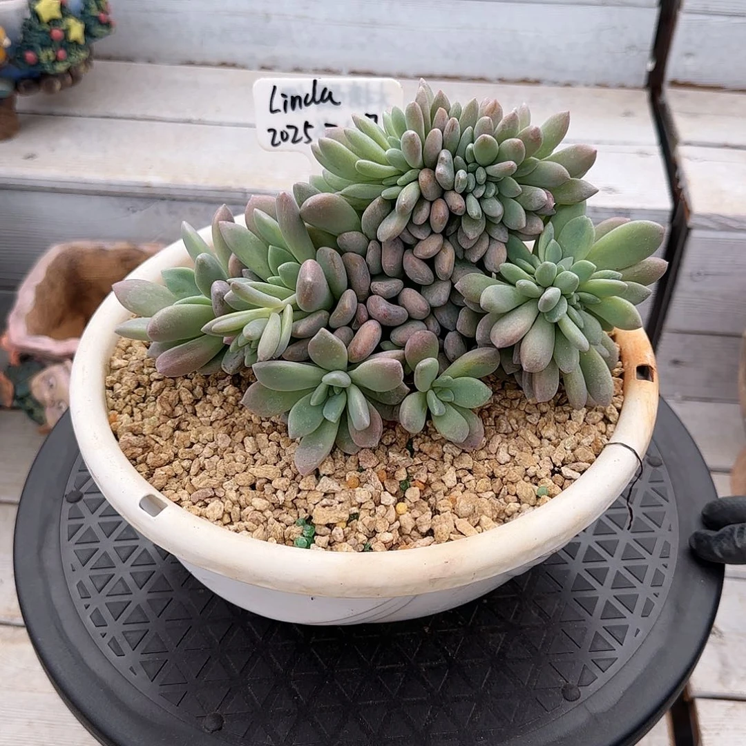 ?****?Linda，木糖醇缀100 肉