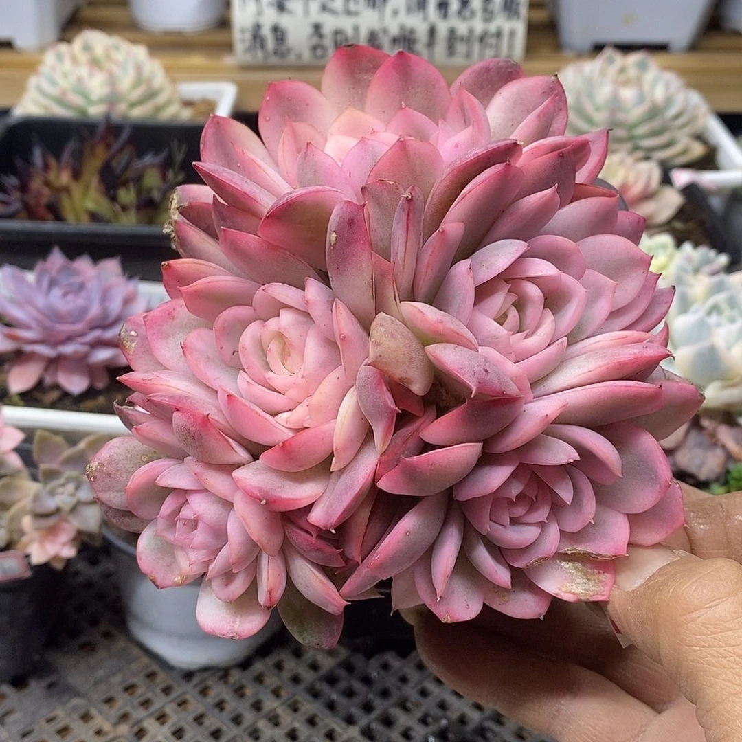 0270 粉水晶覆轮锦 5 头 需延时发货