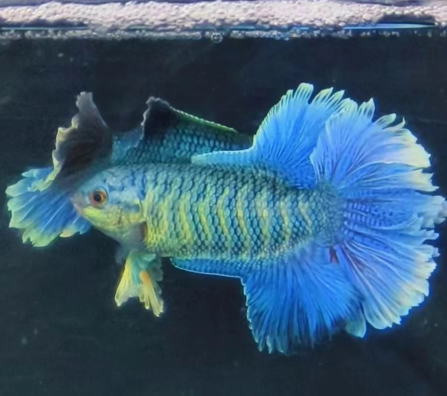 锦鸿水族竞拍   精品中国斗鱼
