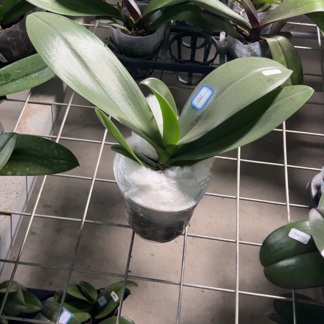 当前无花栽培后可以开花045菲拉拉处理破损苗不售后请凑单